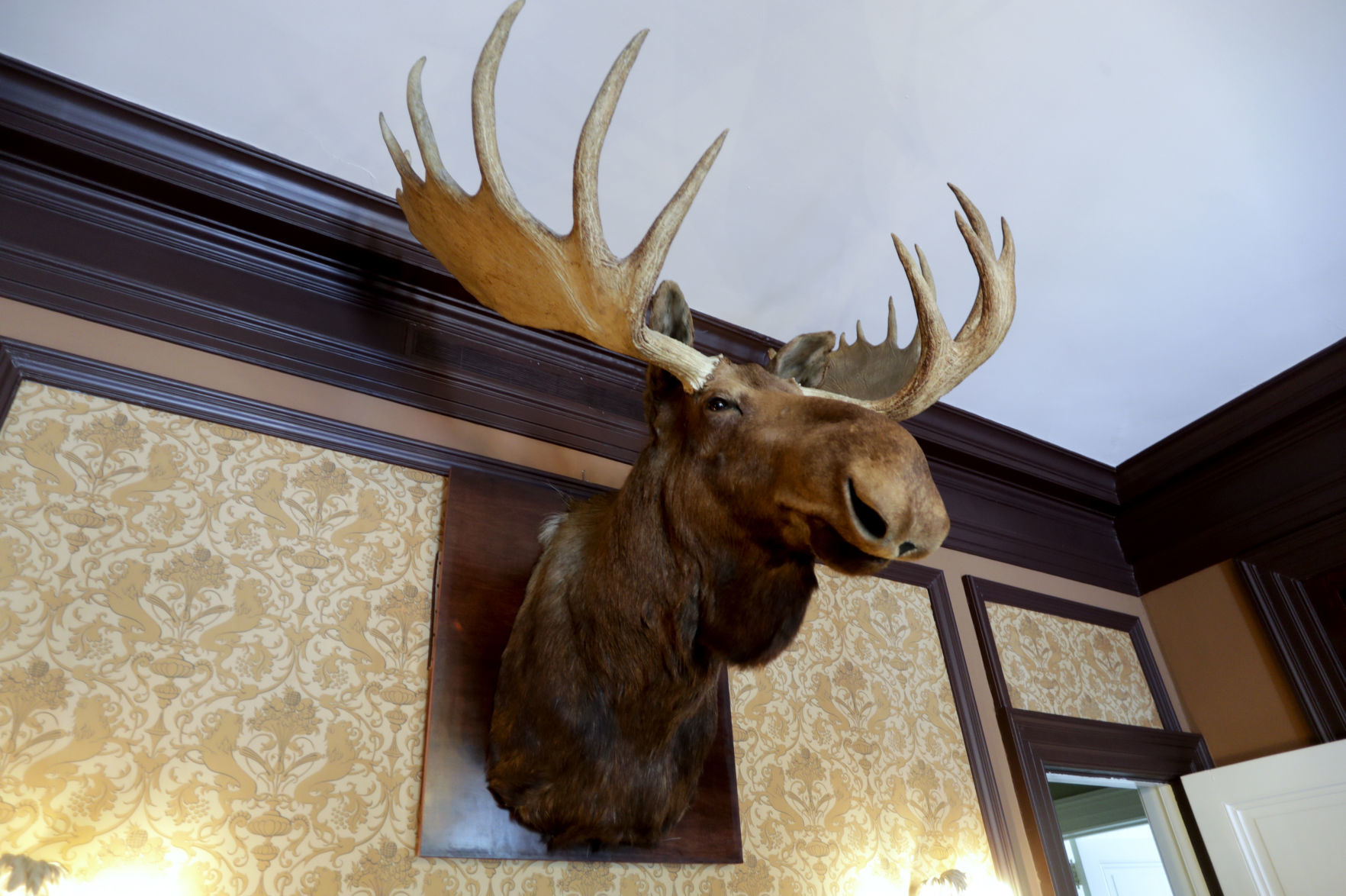 Reggie the Moose